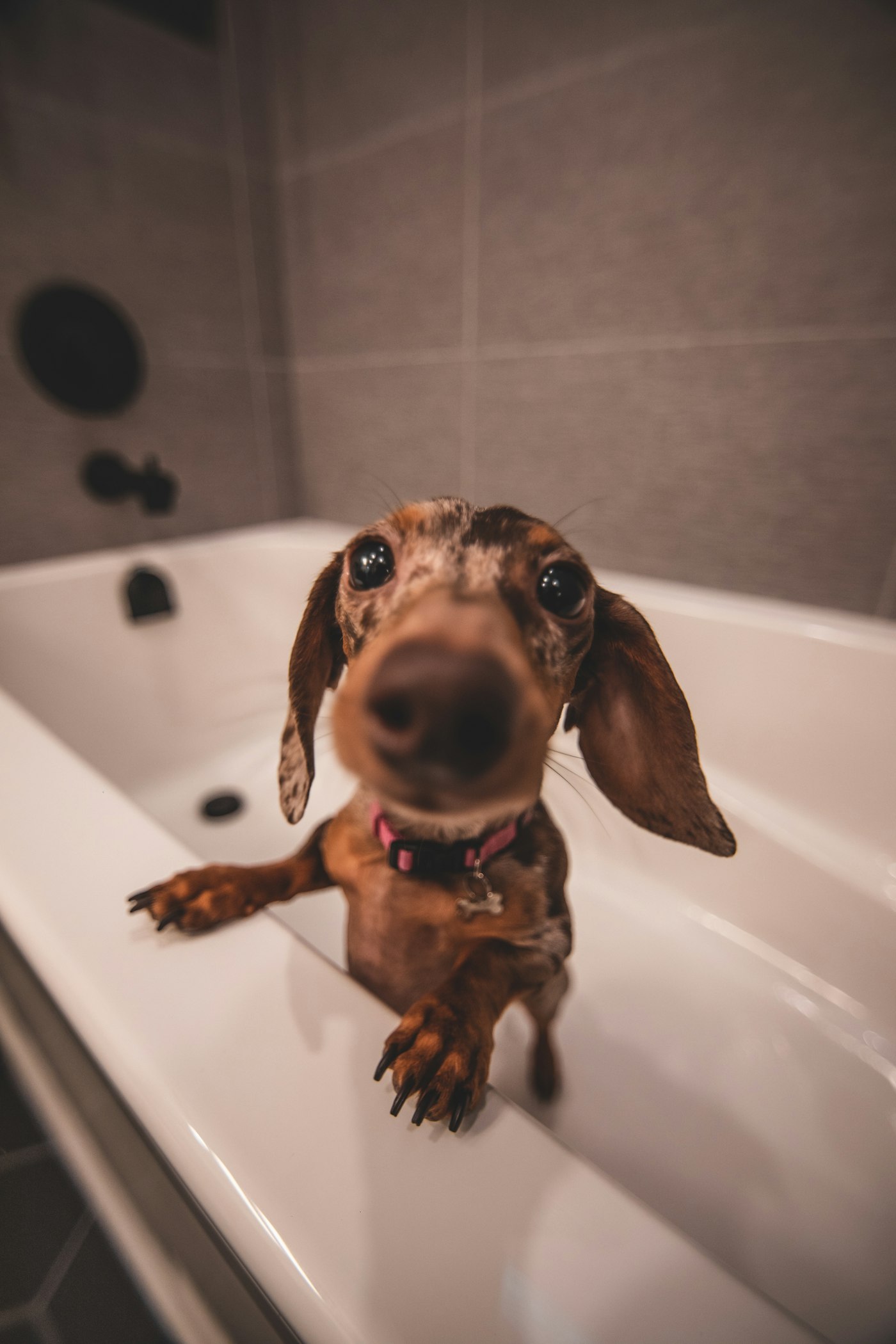 A dachshund standing in a clean white bathtub, looking up at the camera