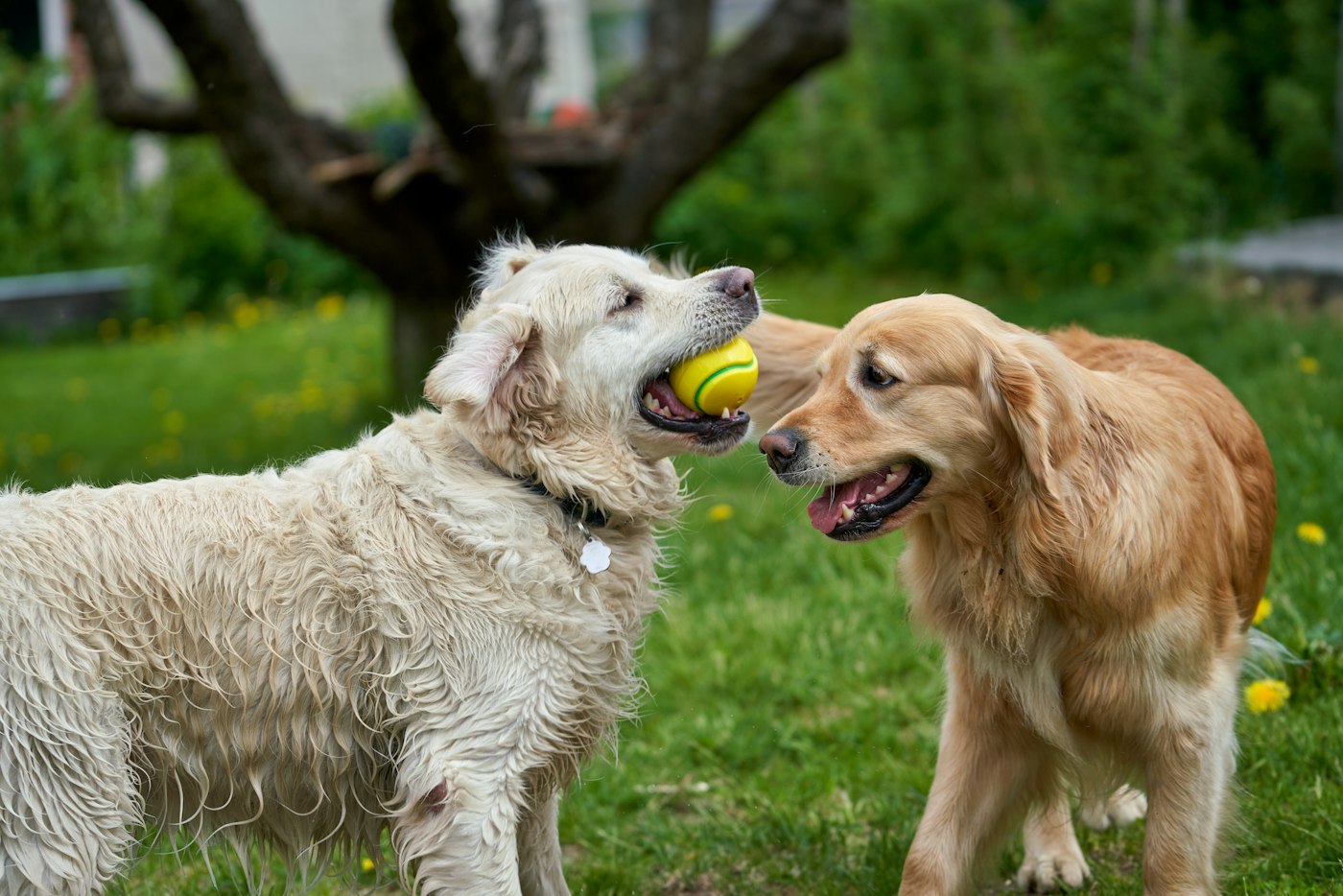 Two retrievers playing with a tennis ball on the daycare turf