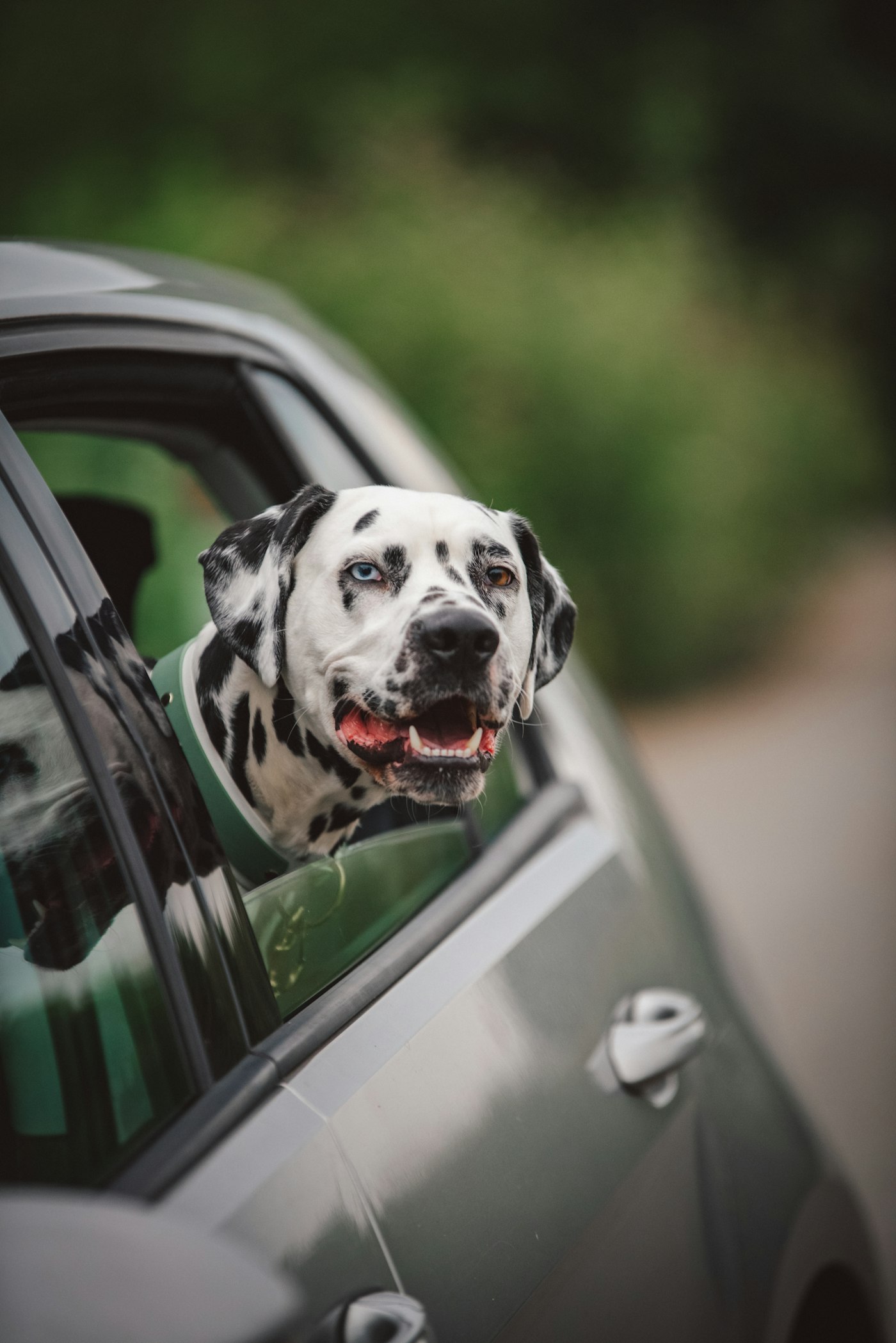 A dalmatian with a green collar enjoying the ride with its head near the car window